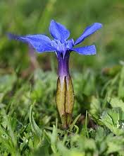 Genciana de Primavera o Hierba de San Ladislao