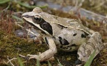 Rana pyrenaica