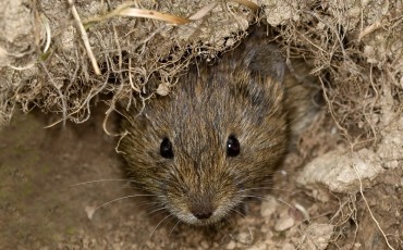 Topillo-pirenaico-Microtus-gerbei