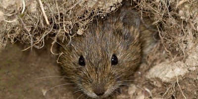 Topillo-pirenaico-Microtus-gerbei