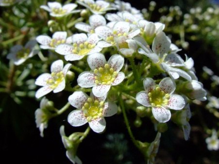 Varias flores de Altamira