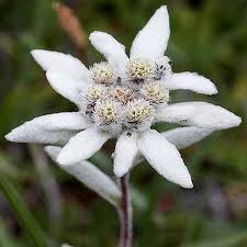 Edelweiss o Leontopodium alpinum