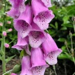 digitalis-purpurea-o-dedalera