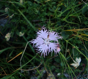 Flora-del-pirineo