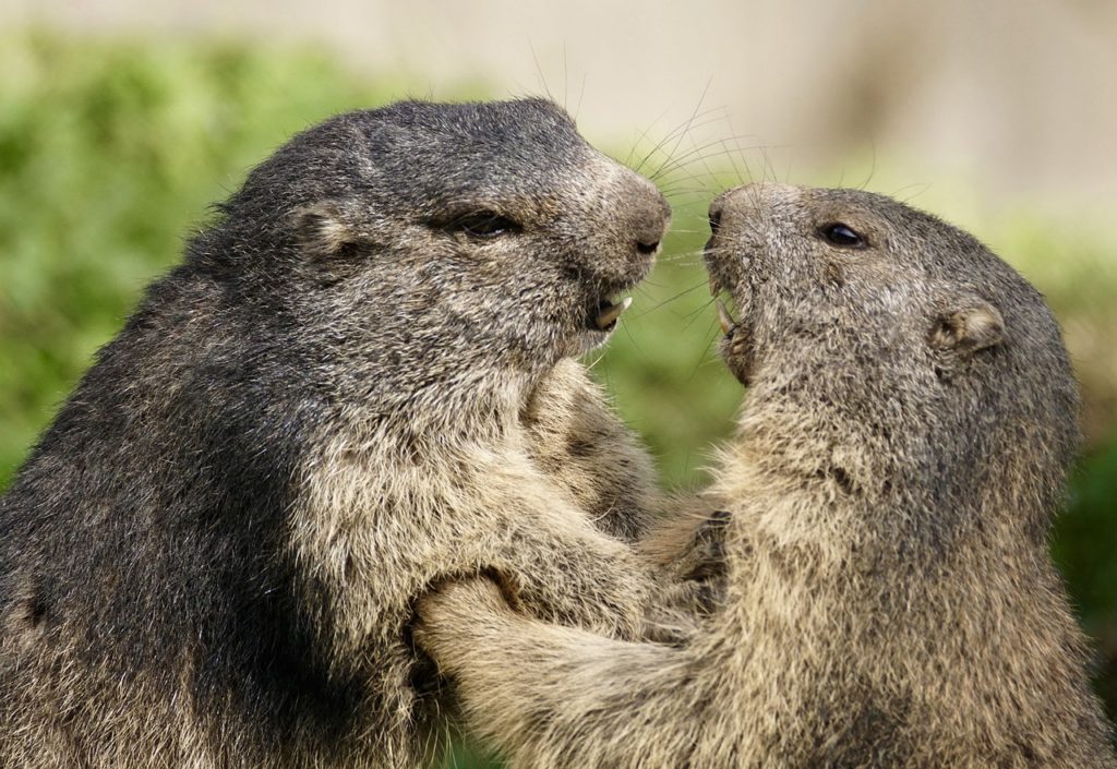 Marmota_Alpina