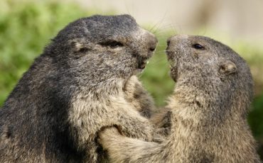 Marmota_Alpina