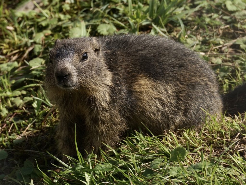 Marmota_Alpina