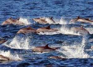 delfines-en-estrecho-de-gibraltar