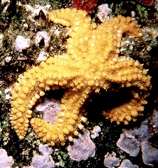 estrella-de-mar-islas-cies