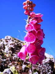 digitalis purpurea