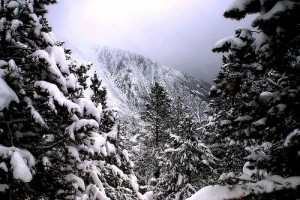 bosque-de-Gerdar-en-invierno