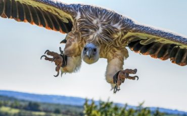 monte-orhi-buitre leonado