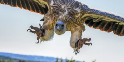 monte-orhi-buitre leonado