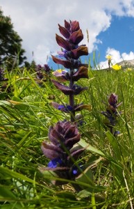 Ajuga-pyramidalis