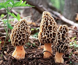 Morchella-esculenta-colmenillas