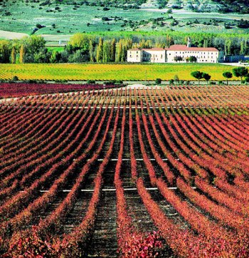 Ribera-del-duero