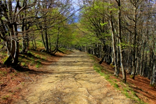 bosque-de-hayas-camino-frances