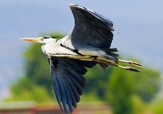 garza-real-delta-del-llobregat