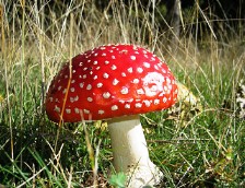 Amanita-muscaria