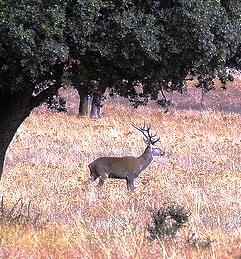 Parque-Nacional-de-Cabañeros