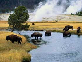 bisontes-yellowstone