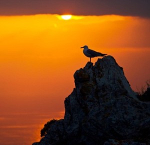 Una gaviota descansado en el Parque Nacional de Cabrera