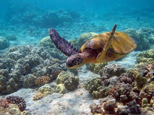 La Tortuga Verde es un animal típico de Los Roques