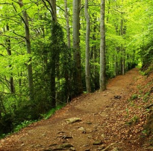 La ruta transcurre por maravillosos bosques de hayas