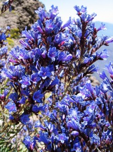 Echium gentianoides en el PN de la Caldera de Taburiente