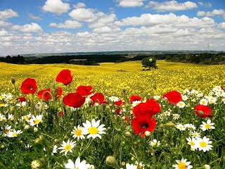 En primavera puedes cruzar por campos de amapolas y margaritas