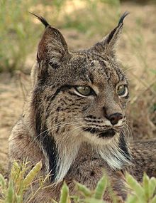 El Lince Ibérico desgraciadamente es una especie prácticamente extinguida