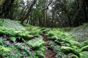 Fíjate en el maravilloso sendero que cruza este lugar