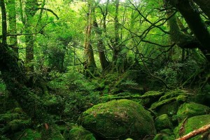 El Bosque de Bialowieza esta lleno de musgo y líquenes entre otras cosas