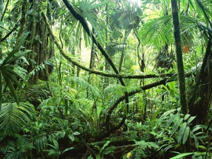 senderismo-selva-caribe