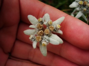 Flor de nieve