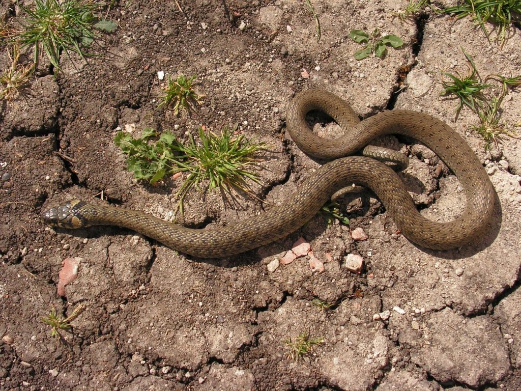 culebra-de-collar