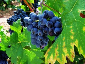 ecoturismo-rioja