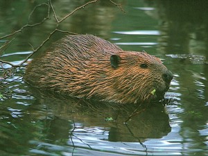 castor-Parque-Nacional-del-Bajo-Valle-del-Oder