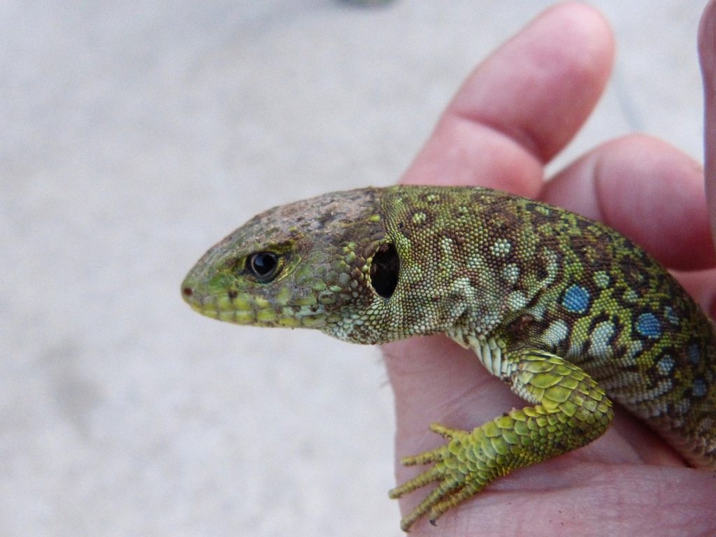 lagarto_ocelado