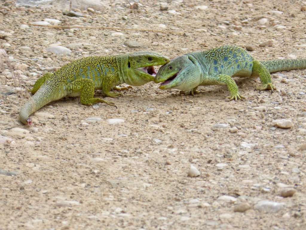 lagarto_ocelado