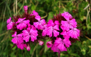 flores-estanys-de-juclar