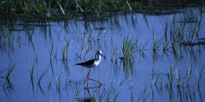 albufera-valencia