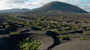 Viñedos-lanzarote