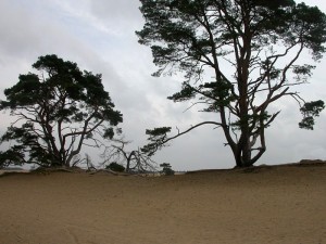 paisaje-dunas-hoge-veluwe