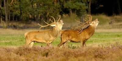 parque-nacional-holanda-hoge-veluwe