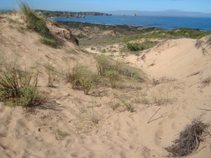 parque-natural-de-las-dunas-de-liencres