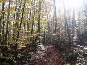 Fageda-en-jorda