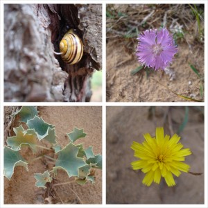 flores-fauna-dunas-de-liencres