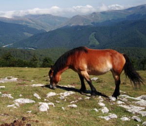 Ganaderería-valle-baztan