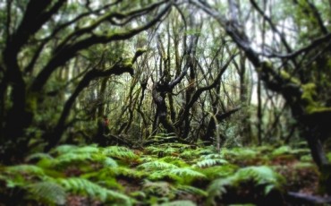 el-bosque-de-el-cedro-la-gomera